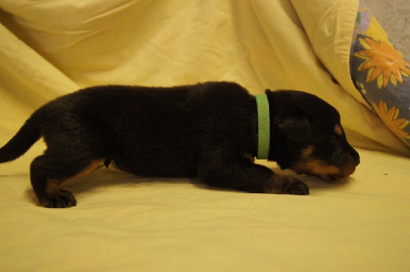 les chiots à 18 jours